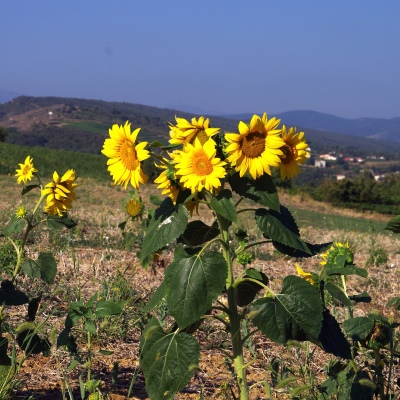 les-saisons - 2