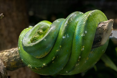 serpentine