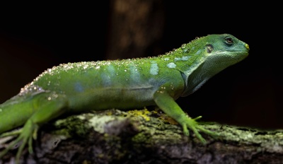 lezard-eau